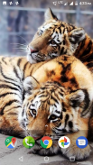 Tiger Wallpapers HD screenshot 3