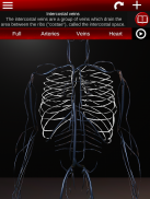 Circulatory System 3D Anatomy screenshot 0