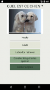 Quiz de culture générale sur les races de chiens screenshot 3