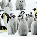 Pinguins Fundo interativo Icon