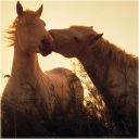 Free Horse Wallpaper Icon