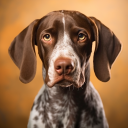 Greman  Shorthaired  Pointer Icon