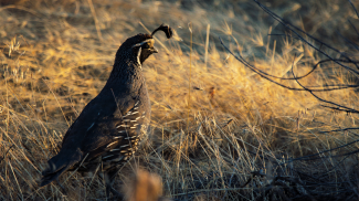 Quail Sounds & Calls screenshot 5