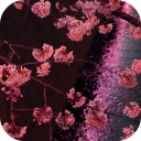 Japanese Sakura Garden Video Wallpapers Gallery