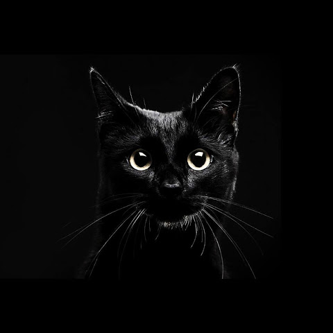 Jogo do gato preto imagem de stock. Imagem de fundo, gato - 66726493