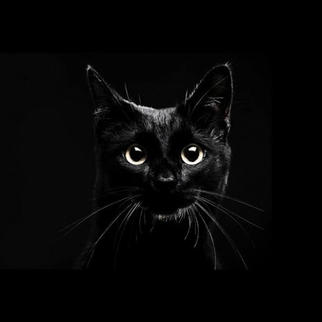 Gambar Animasi  Kucing  Hitam Gambar Animasi  Keren 