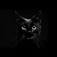 काली बिल्ली लाइव वॉलपेपर screenshot 1