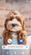 Cute Dog Wallpapers screenshot 4