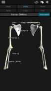 Sistema ósseo 3D (Anatomia) screenshot 2