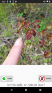 Learn to Recognise Poison Oak screenshot 1