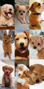 Puppy Wallpaper HD screenshot 0