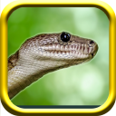 Snake Simulator Rampge