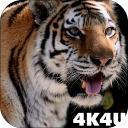 4K Tiger Video Wallpaper Icon