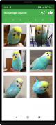 Budgerigar Camera for Parakeet screenshot 4