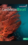 Caribbean Beat screenshot 1