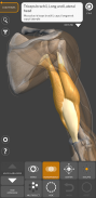 Anatomía 3D para el artista Lt screenshot 5