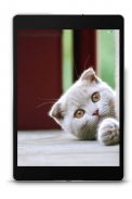 Scottish Fold Wallpapers screenshot 3