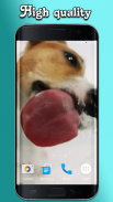 Dog Licks Screen Video LWP screenshot 7