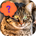 Guess the cat - quiz game