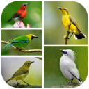 1000 Kicau Burung Lengkap Icon
