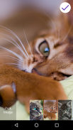 4K Cat Lock Screen Wallpaper screenshot 1