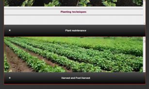 Cultivation of Cotton Plants screenshot 2