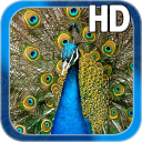 Birds Peacock LWP Free Icon