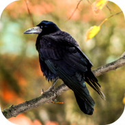 Crow Sounds screenshot 1