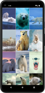 Wallpaper Beruang Kutub screenshot 3