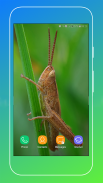Grasshopper Wallpaper screenshot 2