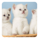 Kittens Live Wallpaper