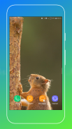 Squirrel Wallpaper screenshot 4