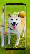 Shiba Inu Wallpaper screenshot 6