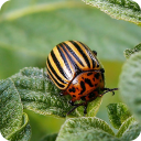 Insect pests