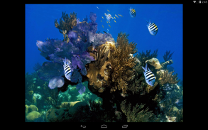 Bermuda Reef Life HD screenshot 2