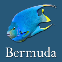 Bermuda Reef Life HD Icon