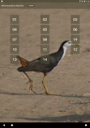 White-breasted waterhen screenshot 4