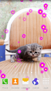 anak kucing hidup wallpaper screenshot 6