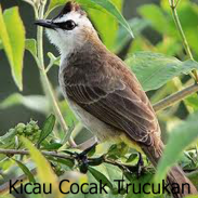 Kicau Cocak Trucukan screenshot 4