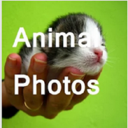 Animal Picture Gallery screenshot 0