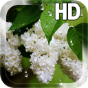 Flower Lilac Drops LWP Icon