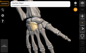 Squelette | Anatomie 3D screenshot 2