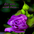 Purple Lovely Rose LWP