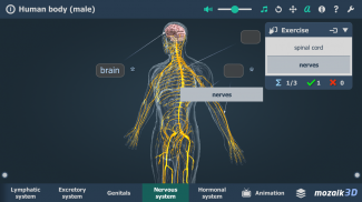 Le corps humain expliqué aux enfants - scène 3D - Enseignement et  apprentissage numériques Mozaik