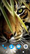 Tiger HD Wallpapers screenshot 1