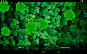 Clover Live Wallpaper screenshot 0