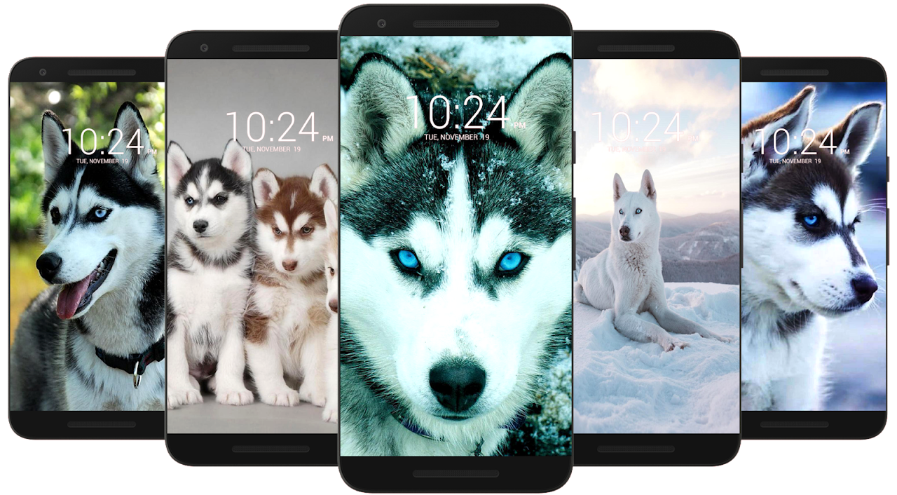 Wallpaper : Siberian Husky, dog, nature, fall, leaves, blue eyes, paws  2048x1365 - Dayvs - 1698371 - HD Wallpapers - WallHere