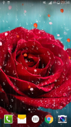 Rose Raindrop Live Wallpaper screenshot 1