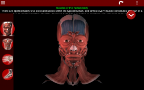 Muscular System 3D (anatomy) screenshot 0