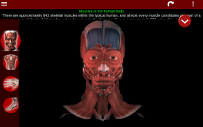 Sistema Muscular 3D Anatomia screenshot 0